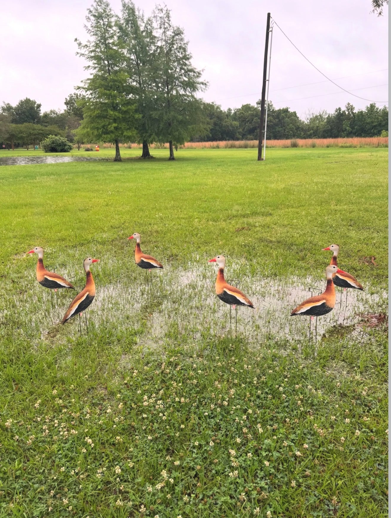Black-Bellied Whistling Duck Silhouette Decoys - 1 Dozen