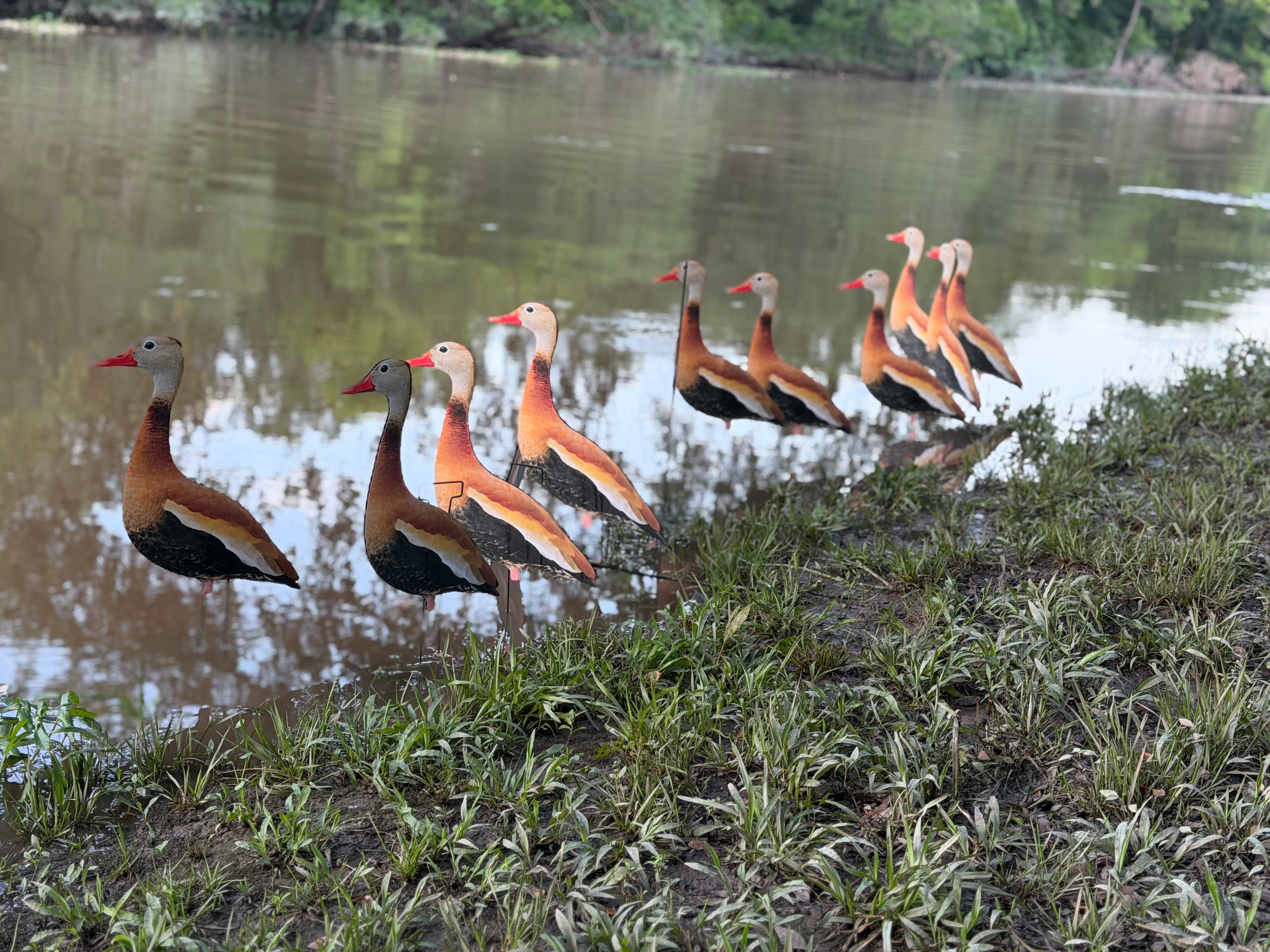 Black-Bellied Whistling Duck Silhouette Decoys - 1 Dozen