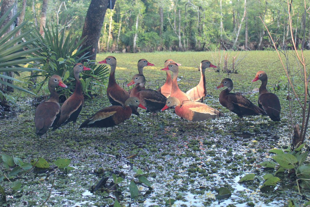 Classic Matte Black-Bellied Whistling Duck Silhouette Decoys - 1 Dozen with 24" Stakes