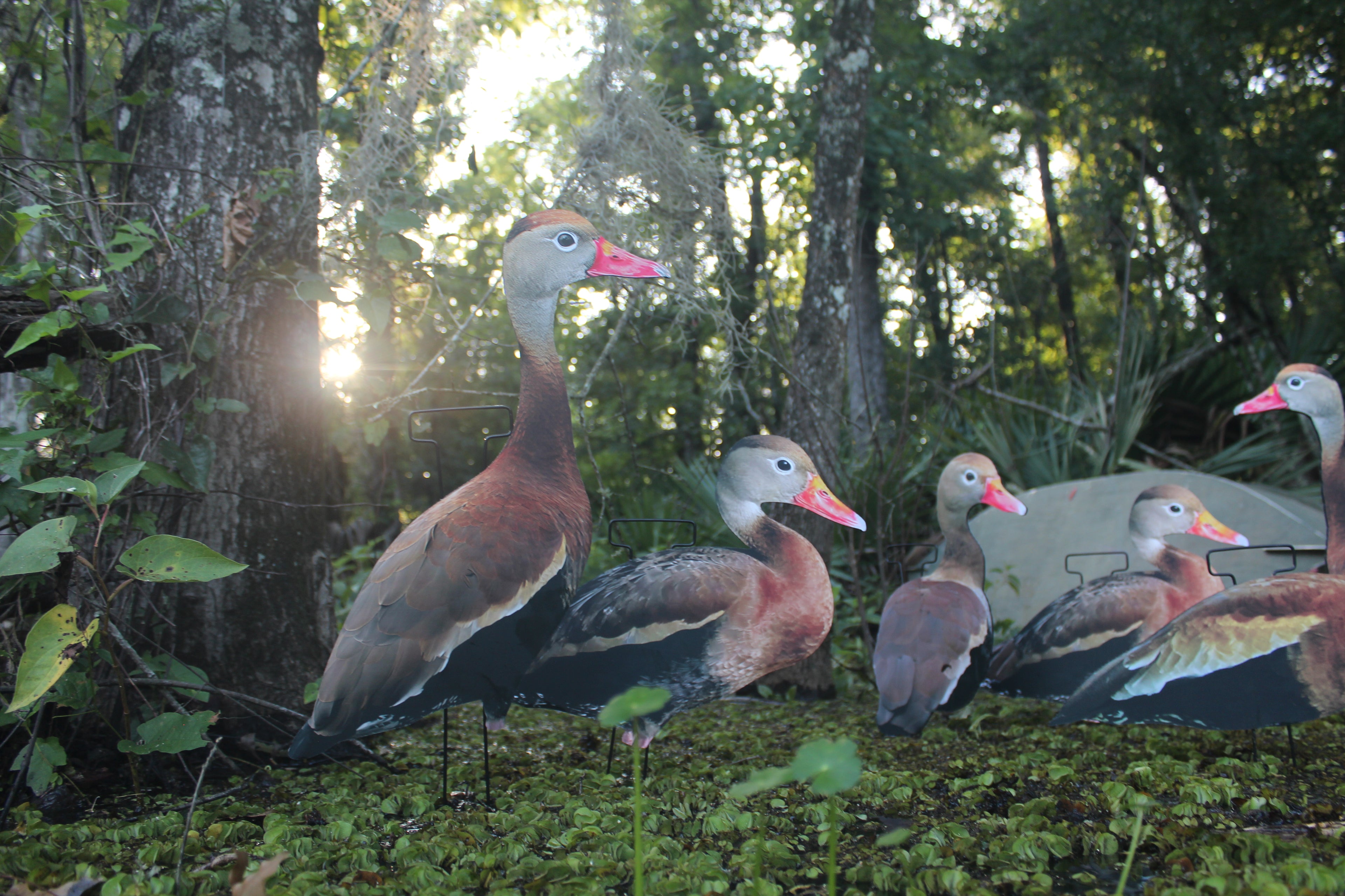 Classic Matte Black-Bellied Whistling Duck Silhouette Decoys - 1 Dozen with 24" Stakes