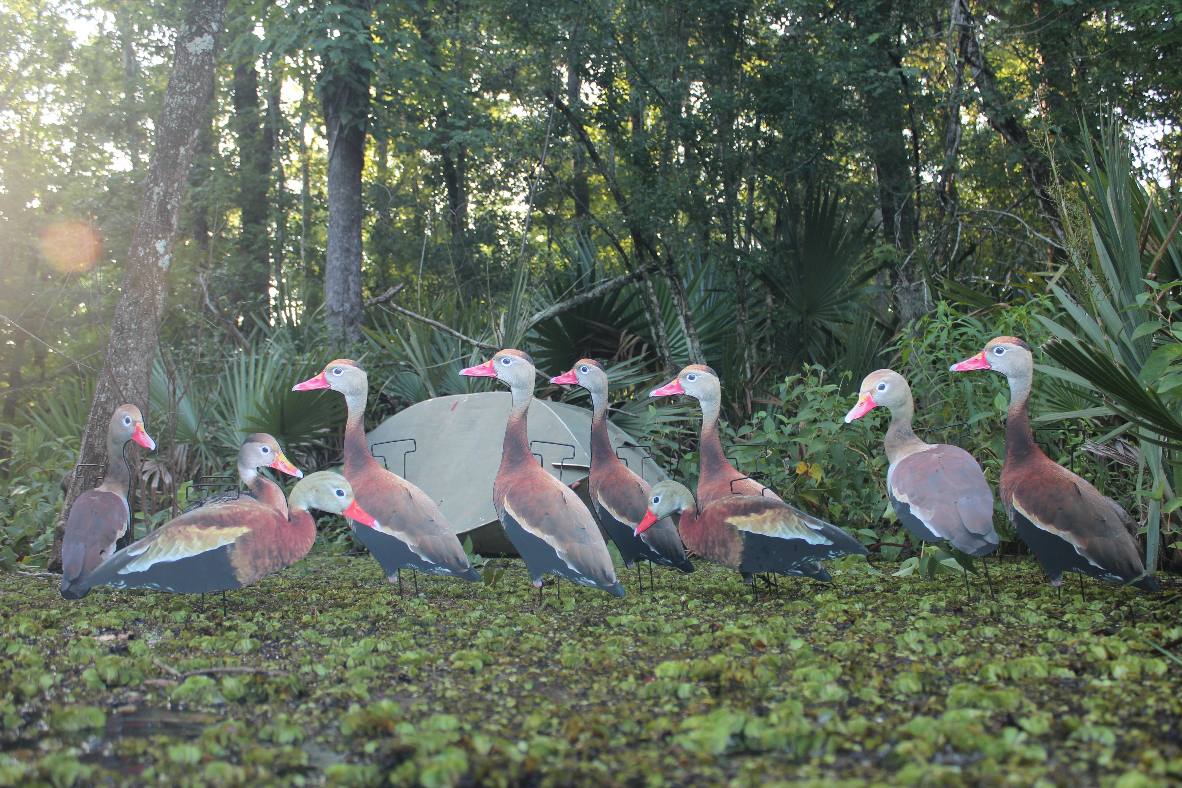 Classic Matte Black-Bellied Whistling Duck Silhouette Decoys - 1 Dozen with 24" Stakes