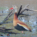 Black-Bellied Whistling Duck Silhouette Decoys - 1 Dozen