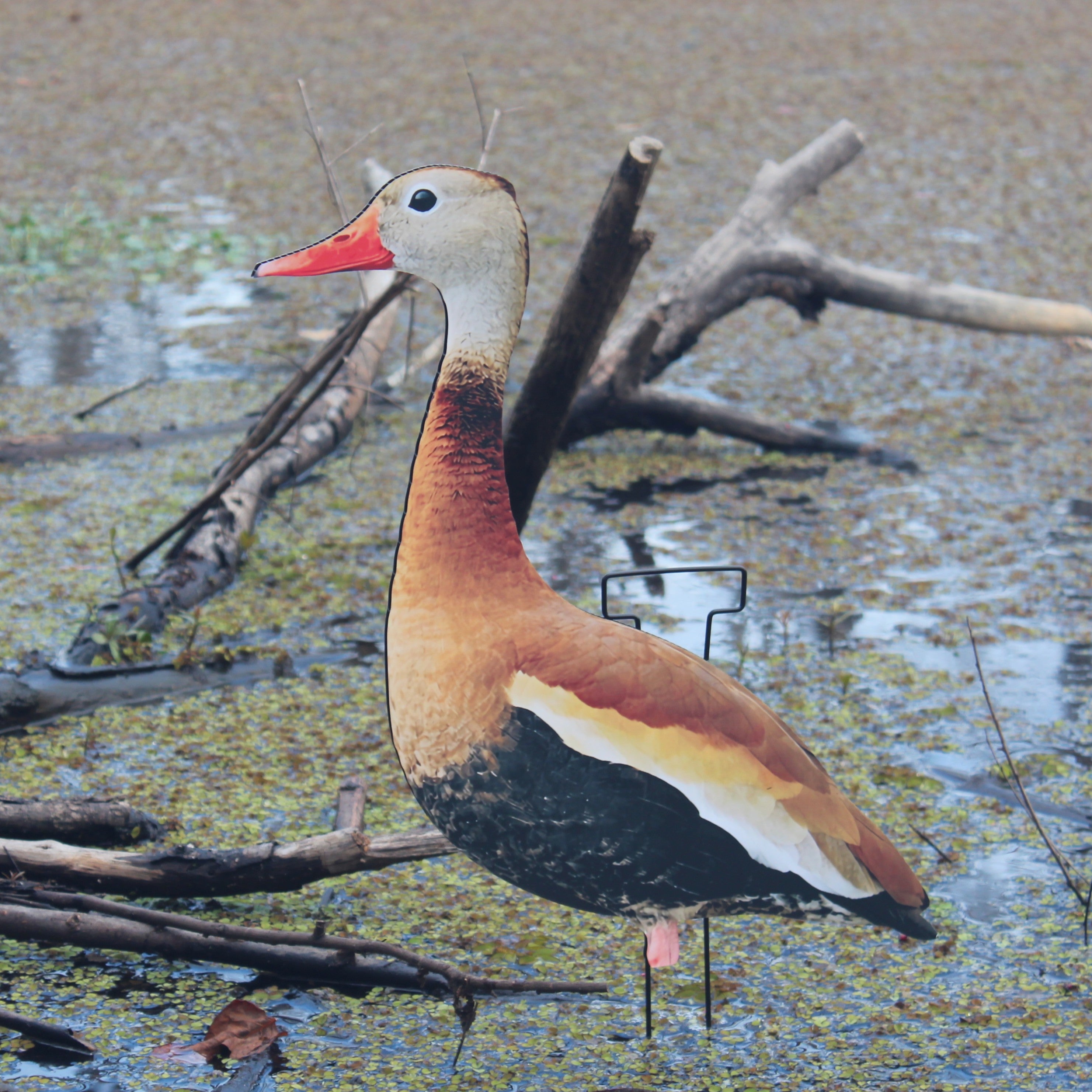 Black-Bellied Whistling Duck Silhouette Decoys - 1 Dozen