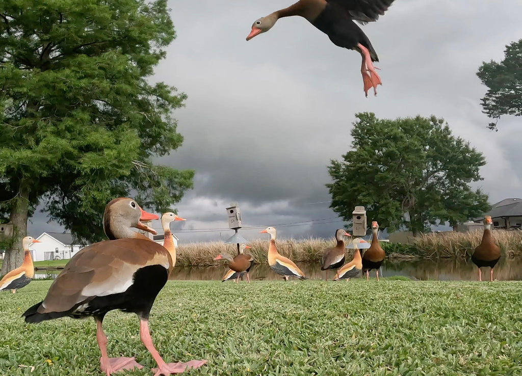 Black-Bellied Whistling Duck Silhouette Decoys - 1 Dozen